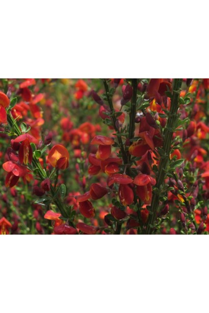 Cytisus Lena в саду 